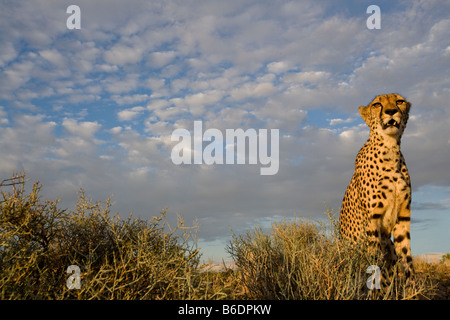 Africa Namibia Keetmanshoop Captive Cheetah Acinonyx jubatas sitting on hilltop at sunset Stock Photo