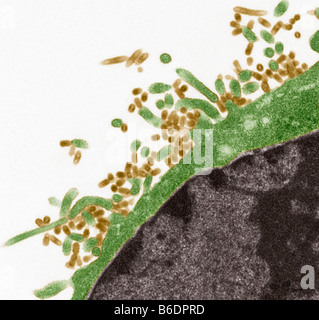 Influenza viruses. Coloured transmission electron micrograph (TEM) of influenza (flu) viruses (red) budding from host cell Stock Photo