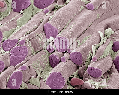 Skeletal muscle fibres, coloured scanning electron micrograph (SEM). Endomysial connective tissue is yellow. Stock Photo