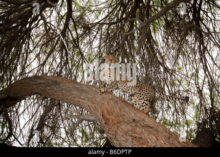 Africa Namibia Keetmanshoop Captive Adult female Cheetah Acinonyx jubatas climbing on branches of acacia tree Stock Photo