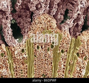Wood. Coloured scanning electron micrograph (SEM) of wood showing phloem vessels (dark green holes) and xylem tissue (below). Stock Photo