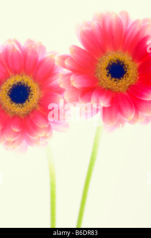 Gerbera jamesonii transvaal daisy flower, close up Stock Photo