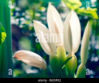 Elephant ear flowers Colocasia gigant Thailand Giant Strain Stock Photo