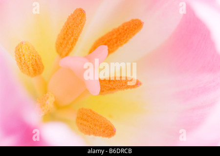 Tulip. Reproductive structures of a tulip flower. A stamen consists of the filament and anther. Stock Photo