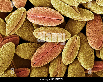 Climbing lily pollen grains. Gloriosa superba. Stock Photo