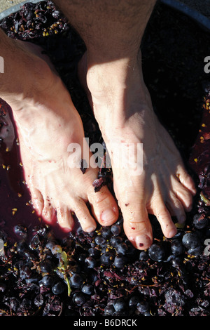 Feet of a Man Stomping Squeezing Red Purple Grapes in the Traditional Wine Making Process Copy Space Stock Photo