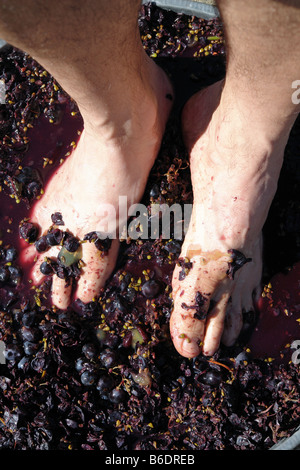 Feet of a Man Stomping Squeezing Red Purple Grapes in the Traditional Wine Making Process Copy Space Stock Photo