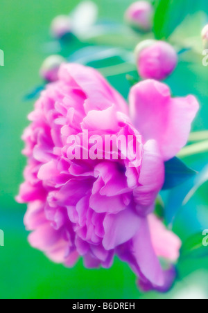 Peony (Paeonia lactiflora). Photographed in May. Stock Photo