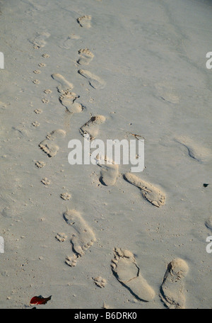 Footprints. Human and dog footprints in sand on a beach. Photographed in Barbados. Stock Photo