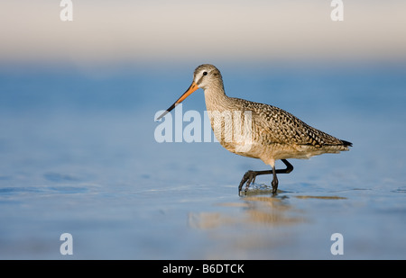 A Marbled Godwit walks through the water on the shoreline, looking for food. Stock Photo