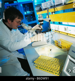 Blood analysis. Researcher using a light (optical) microscope to study a tube containing a blood sample. Stock Photo