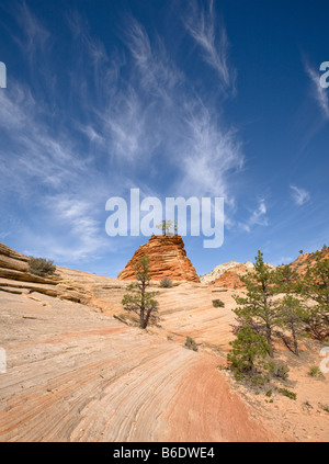 Morning light on a lone Piñon pine tree, Zion National Park Stock Photo