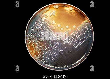 Enterobacter bacteria. Enterobacter colonies being cultured on an agargrowth medium in a petri dish. Stock Photo