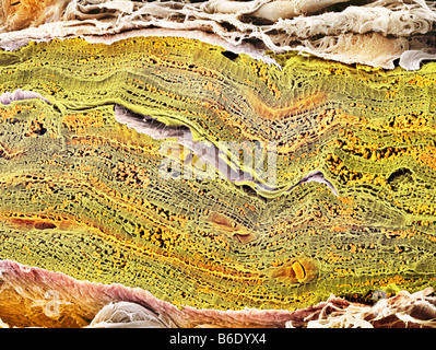 Cardiac muscle. Coloured scanning electron micrograph (SEM) of a bundle of cardiac musclefibrils (green) from a healthy heart. Stock Photo