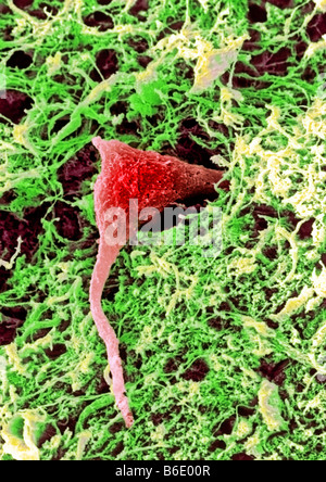 Nerve cell, Coloured scanning electron micrograph (SEM) of a section through matter in the brain