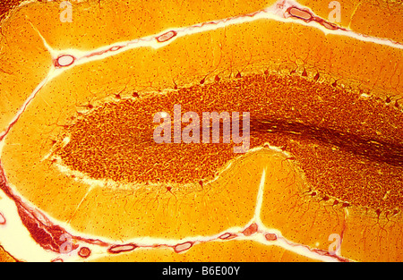 Purkinje nerve cells, Light micrograph of asection through the cerebellum in the brain Stock Photo