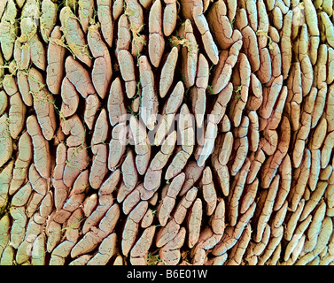 Intestinal lining, Coloured scanning electronmicrograph (SEM) looking down on a surface of thesmall intestine Stock Photo