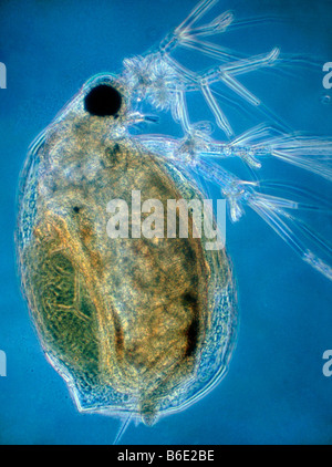 Waterflea. Light micrograph of a waterflea, Daphnia pulex, a small freshwater crustacean Stock Photo