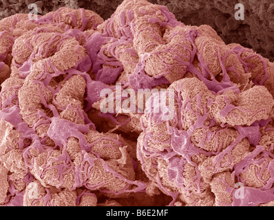 Kidney glomerulus. Coloured scanning electronmicrograph (SEM) showing the surface of aglomerulus. Stock Photo