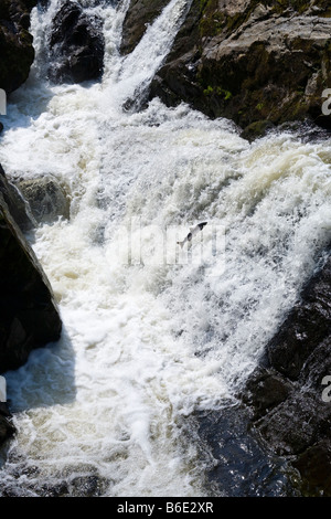 A salmon jumping up the waterfall on the River Feugh at Bridge of Feugh, Aberdeenshire at the end of July Stock Photo