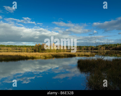WOODGREEN LAKE IN THE FOREST OF DEAN GLOUCESTERSHIRE UK Stock Photo