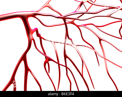 Arteries against white background Stock Photo