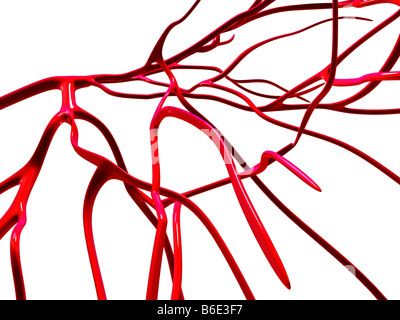 Arteries against white background Stock Photo