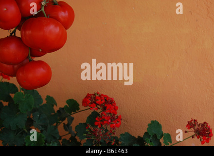 Hanging bunch of tomatoes. Stock Photo