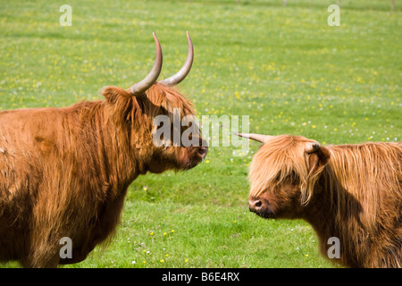 Highland cow and calf at Mellon Udrigle, Wester Ross, Highland, Scotland