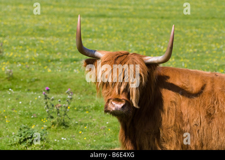 Highland cow at Mellon Udrigle, Wester Ross, Highland, Scotland Stock Photo