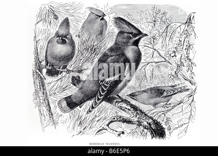 Bohemian Waxwing Bombycilla garrulus passerines sleek bird 18-21 cm long with a pointed crest, it travels in large, nomadic grou Stock Photo