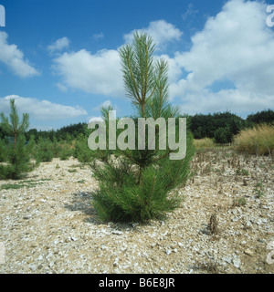 Young pine tree sapling reforestation experiment with weed control Hampshire Stock Photo