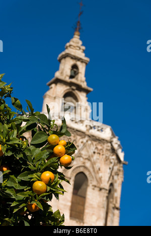 Oranges in front of the Miguelete cathedral bell tower on Plaza de la Reina in the historical city centre of Valencia Spain Stock Photo