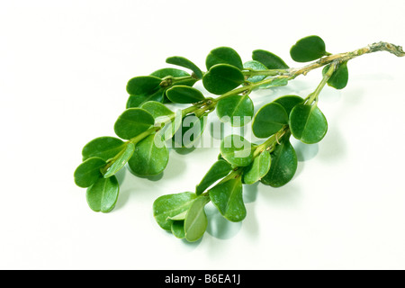 Common Box, Boxwood (Buxus sempervirens), twig with leaves, studio picture Stock Photo