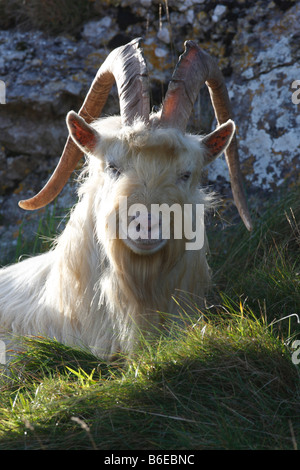 FERAL GOAT CLOSE UP OF BILLY AMONGST ROCKS Stock Photo