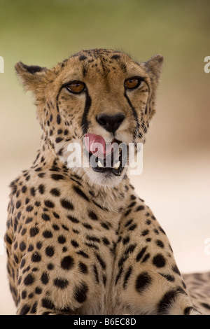 Africa Namibia Keetmanshoop Captive Adult Cheetah Acinonyx jubatas resting in shade of acacia tree Stock Photo