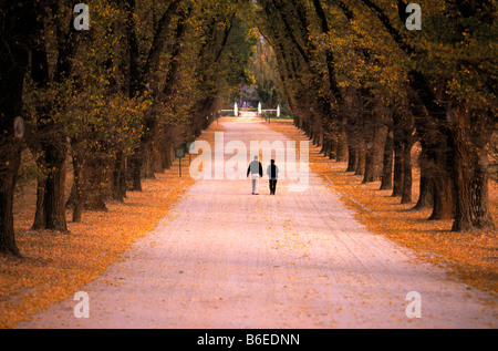 Couple walking down avenue of trees Stock Photo