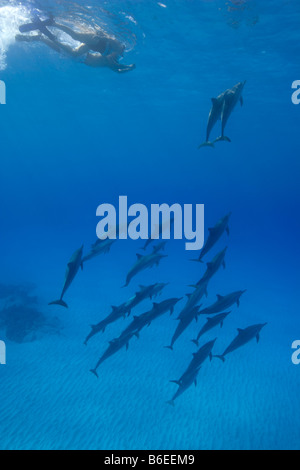 USA Hawaii Big Island Underwater view of young couple swimming with Spinner Dolphins Stenella longirostris in Pacific Ocean Stock Photo