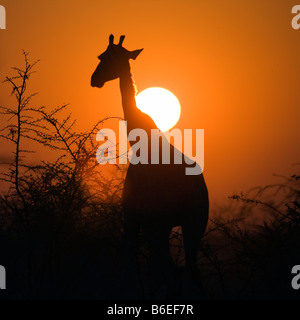 Giraffe Silhouette in Rising Sun, Etosha National Park Stock Photo