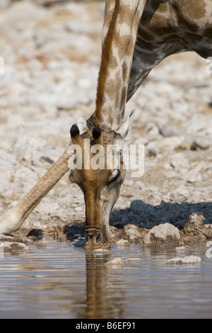 Giraffe Drinking, Etosha National Park, Namibia