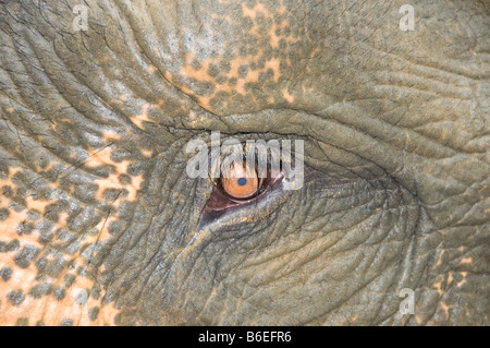 Close up a Sumatran elephant's eye Stock Photo
