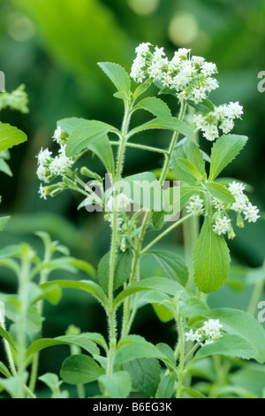 Sweet Leaf of Paraguay Stevia rebaudiana flowering Stock Photo