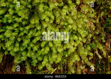 Greater featherwort Plagiochila asplenioides a leafy liverwort in woodland UK Stock Photo