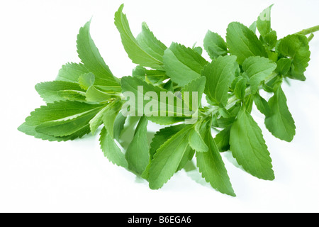 Sweet Leaf of Paraguay (Stevia rebaudiana), twig with leaves, studio picture Stock Photo