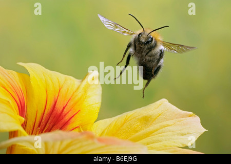 Common carder bumble bee (Bombus pascuorum), Saxony-Anhalt, Germany Stock Photo