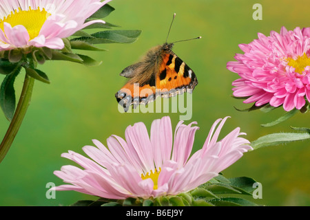 Small Tortoiseshell (Nymphalis urticae), butterfly, Saxony-Anhalt, Germany Stock Photo