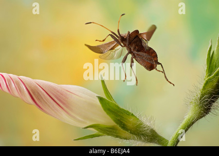 Dock Bug (Coreus marginatus), Saxony-Anhalt, Germany