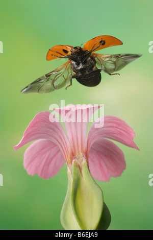 Five-spot Ladybird or Five-spotted Ladybug (Coccinella quinquepunctata), Saxony-Anhalt, Germany Stock Photo