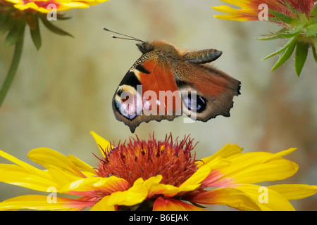 European Peacock Butterfly (Inachis io), Saxony-Anhalt, Germany Stock Photo