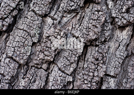 Bark of Black walnut Juglans nigra tree at Oxford Botanic Garden UK Stock Photo